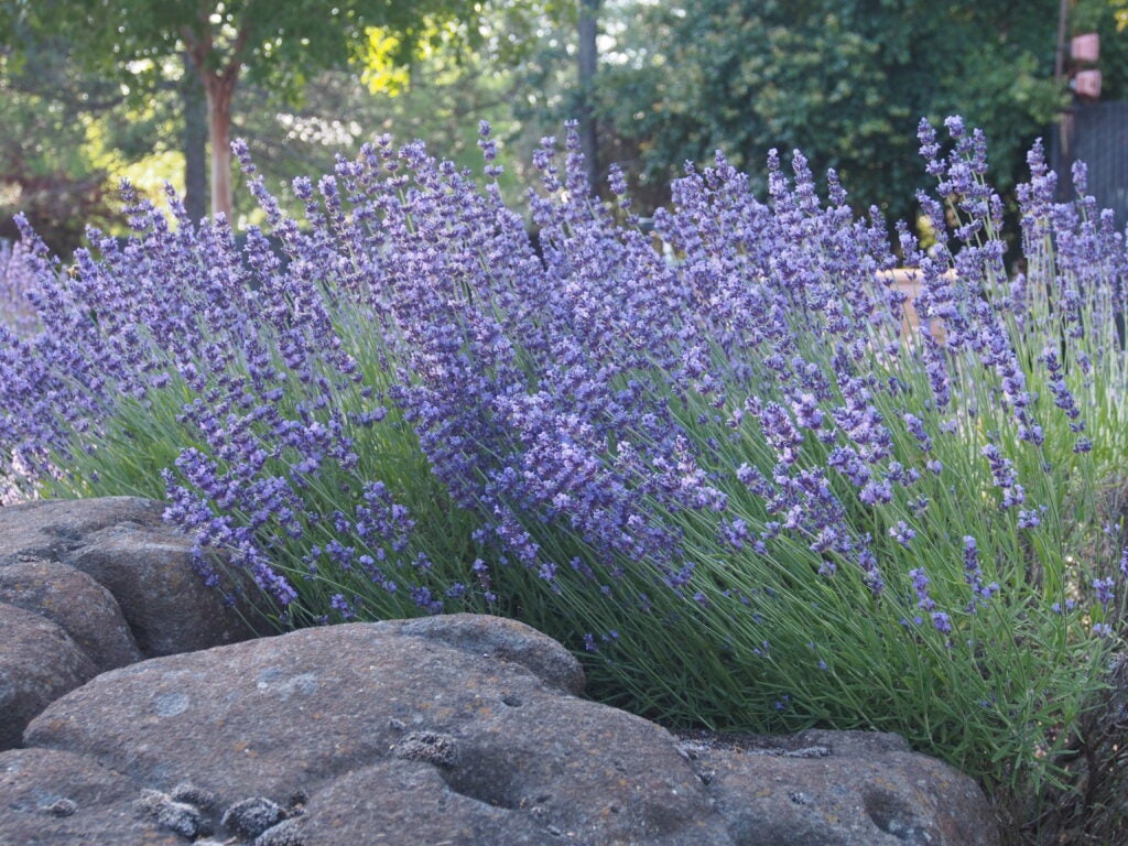 Lavender flower spikes bloom next to a large boulder in a natural garden setting