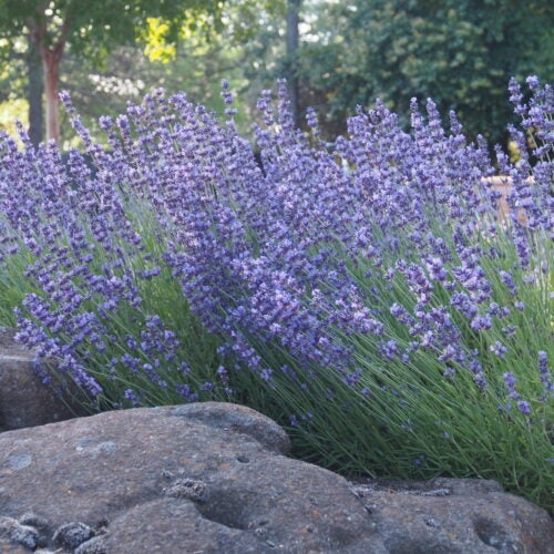 Lavender flower spikes bloom next to a large boulder in a natural garden setting