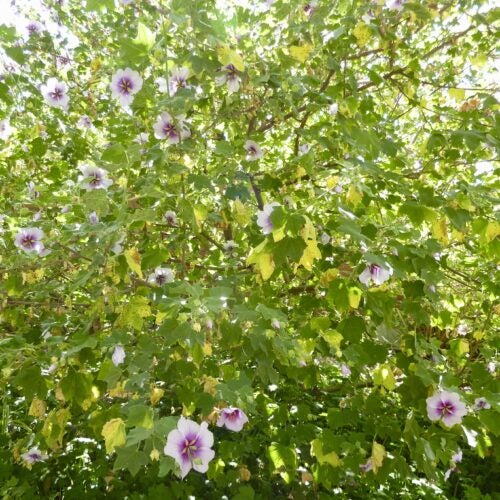 Lavatera shrub with light purple flowers