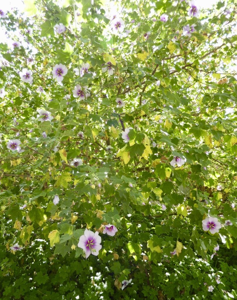 Lavatera shrub with light purple flowers