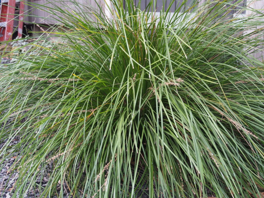 Bunch grass shown in a garden setting