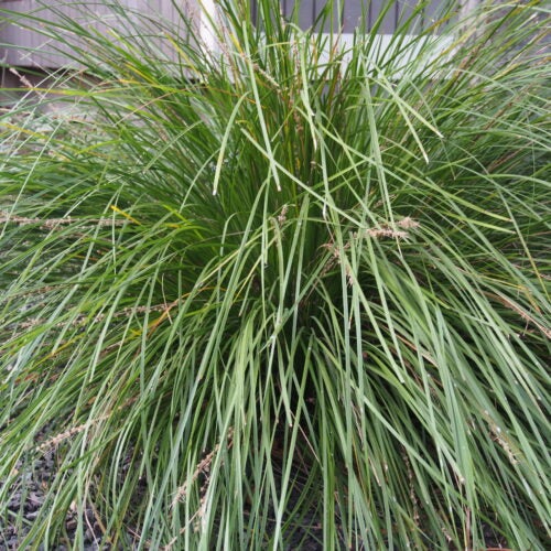 Bunch grass shown in a garden setting
