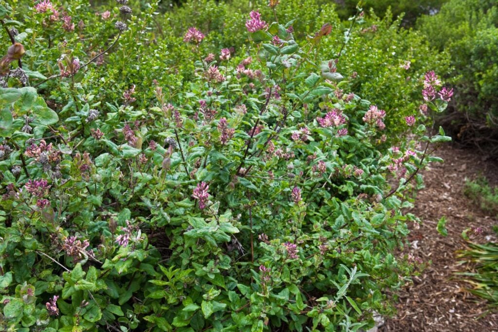 Pinkish flowers bloom on a shrubby vining honeysuckle plant in a natural area