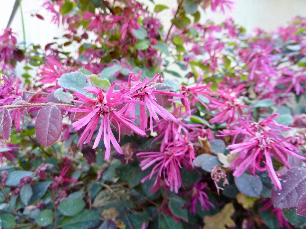 Pink fringed flowers bloom amid purplish green foliage