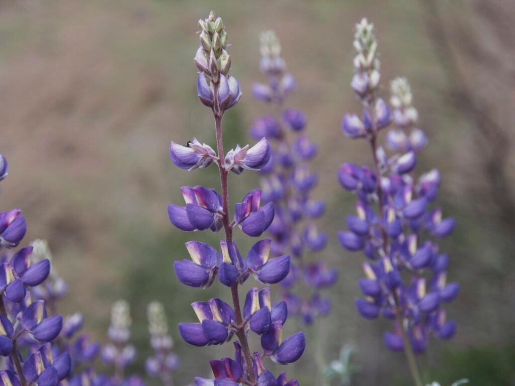 Close up of purple lupine flowers