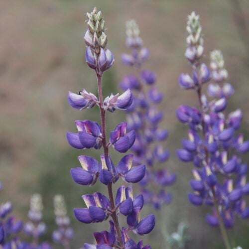 Close up of purple lupine flowers