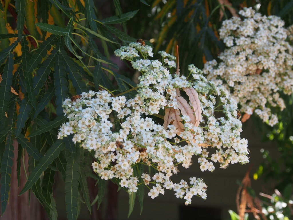 Large umbels of creamy white flowers amidst fern-like tree foliage