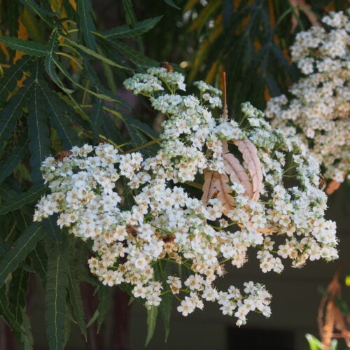 Large umbels of creamy white flowers amidst fern-like tree foliage