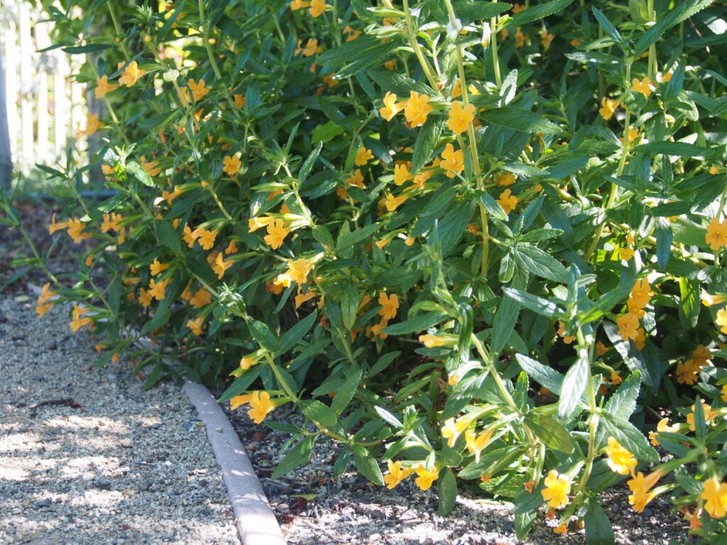 Orange flowers bloom on small shrubs along a path in a garden setting