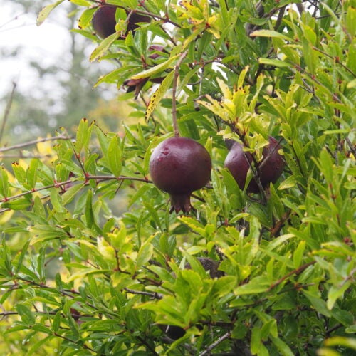 Dark red pomegranate fruits hanging from the tree, surrounded by green foliage