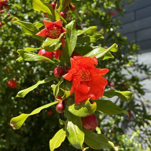 Close up of bright red pomegranate flowers amidst green foliage