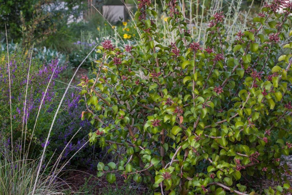Rhus ovata shrub with pink flower clusters