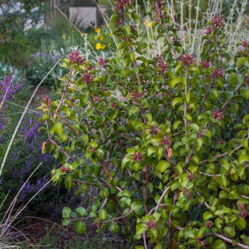 Rhus ovata shrub with pink flower clusters