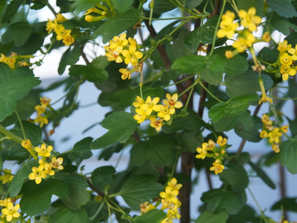 Yellow ribes aureum flowers