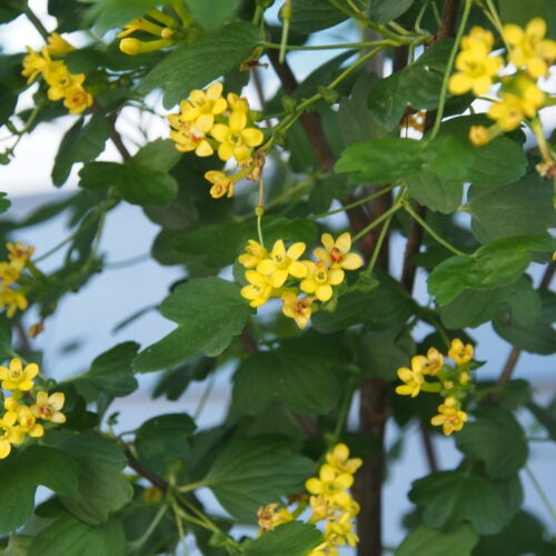 Yellow ribes aureum flowers