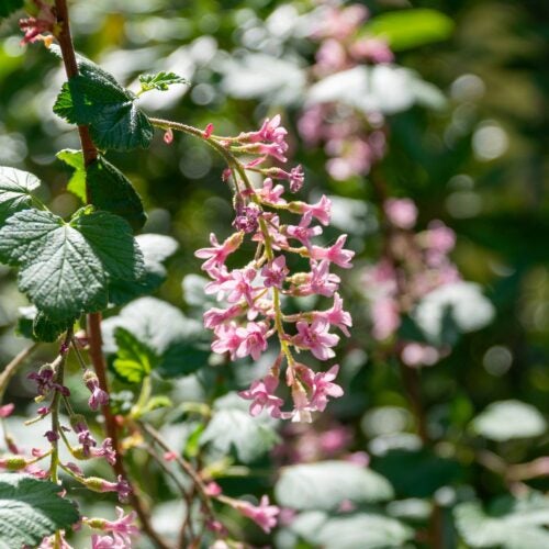 Close up of a cluster of pink, dangling flowers amidst green foliage in dappled shade