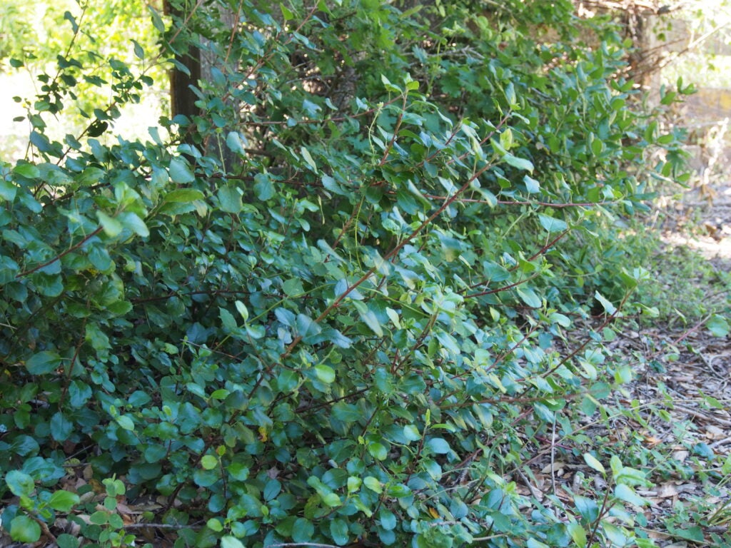 Low growing green shrub in a shaded natural setting