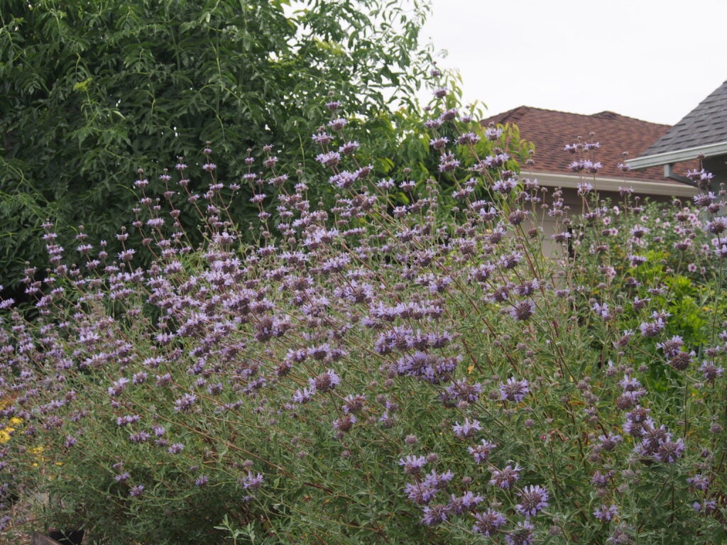 Lavender flower whorls bloom above grayish green foliage