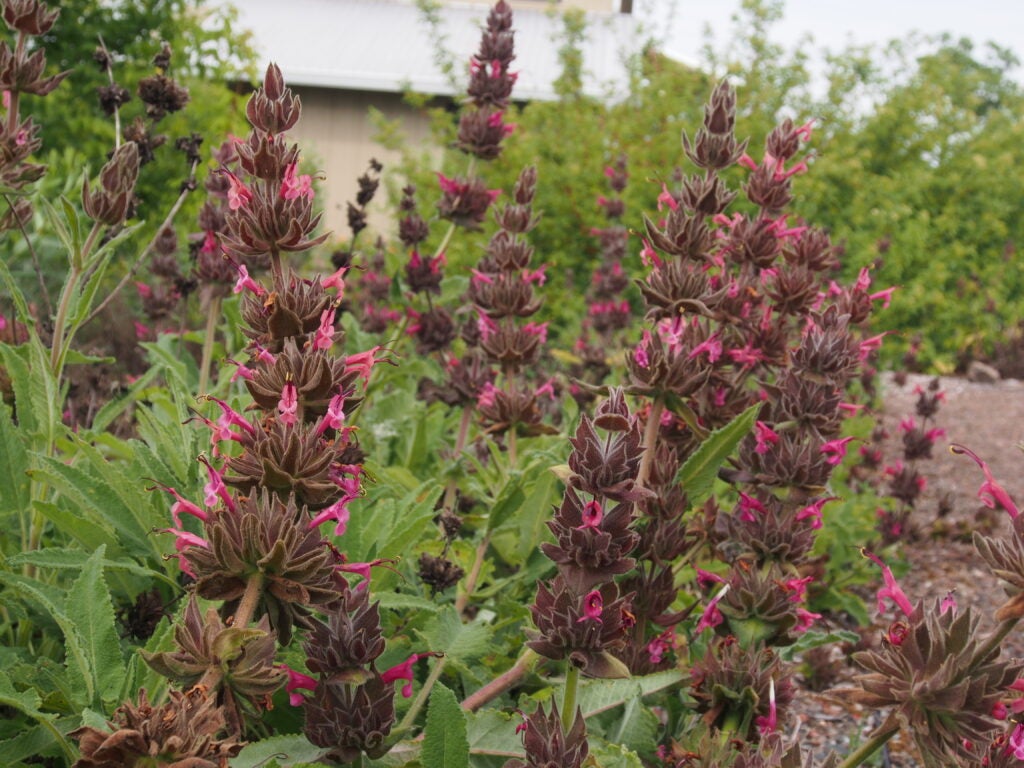 Whorls of magenta flowers rise above green foliage in a garden setting