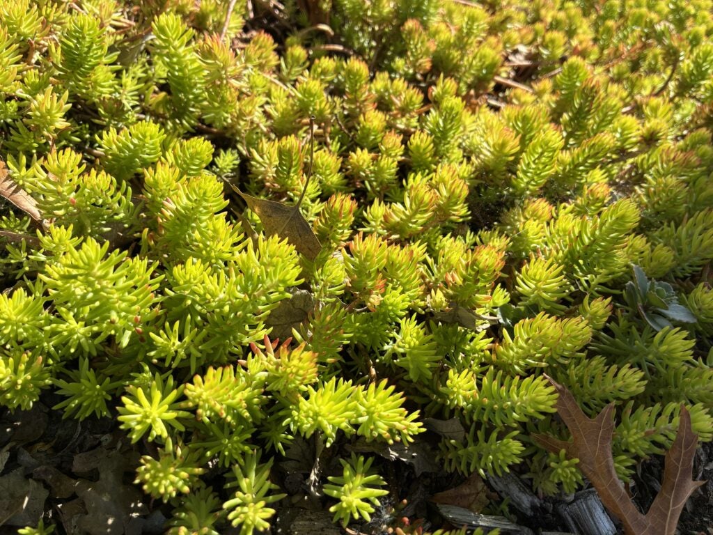 Yellowish green succulent groundcover foliage