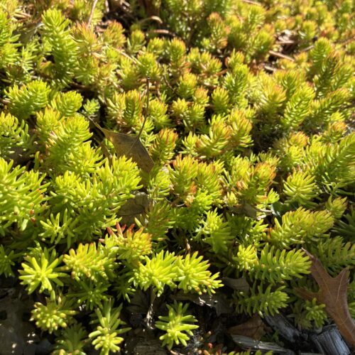 Yellowish green succulent groundcover foliage