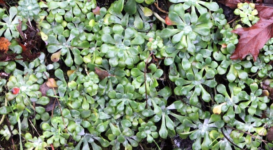 Grayish blue green low-growing succulent foliage