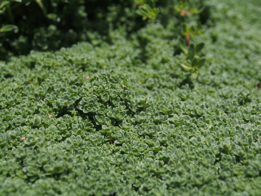 Close up of groundcover plant with tiny leaves
