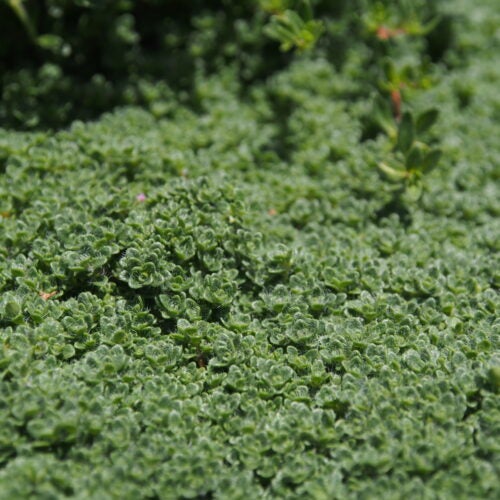 Close up of groundcover plant with tiny leaves