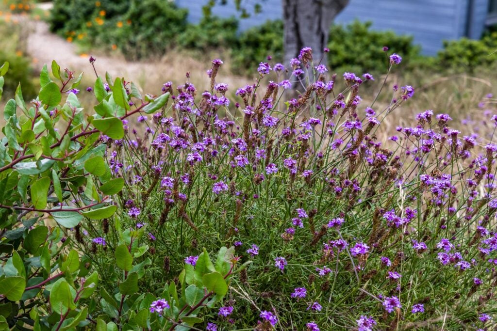 Verbena lilacina 'De La Mina' flowering next to Rhus integrifolia in California native plant garden