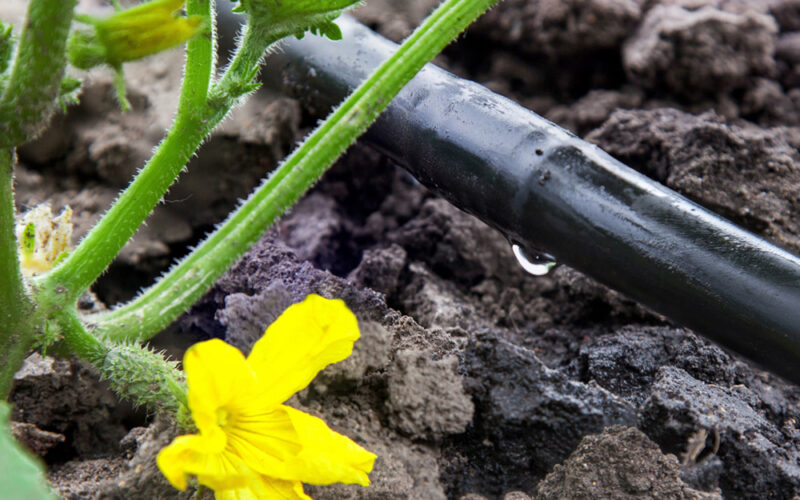 yellow flowers with drip irrigation