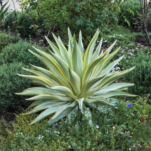 San Anselmo HIllside Sanctuary Garden - Dig Your Garden Landscape