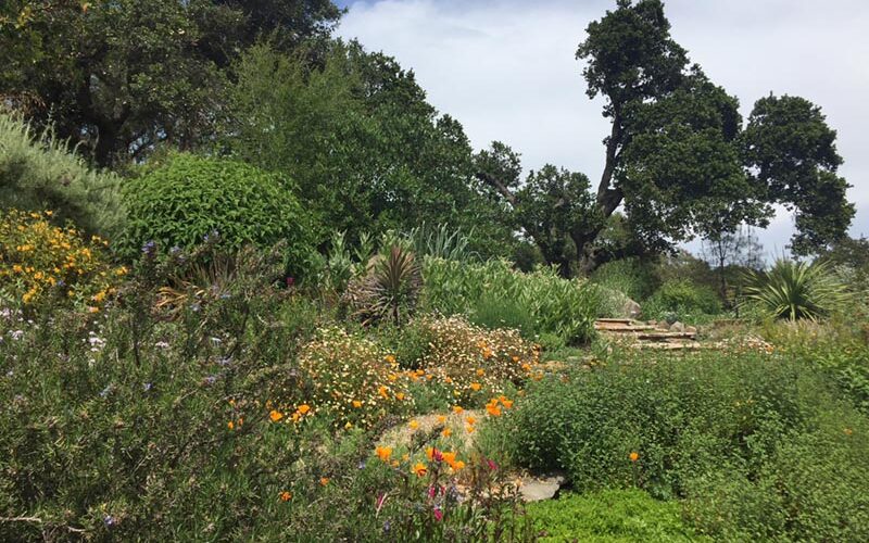 plants in the garden