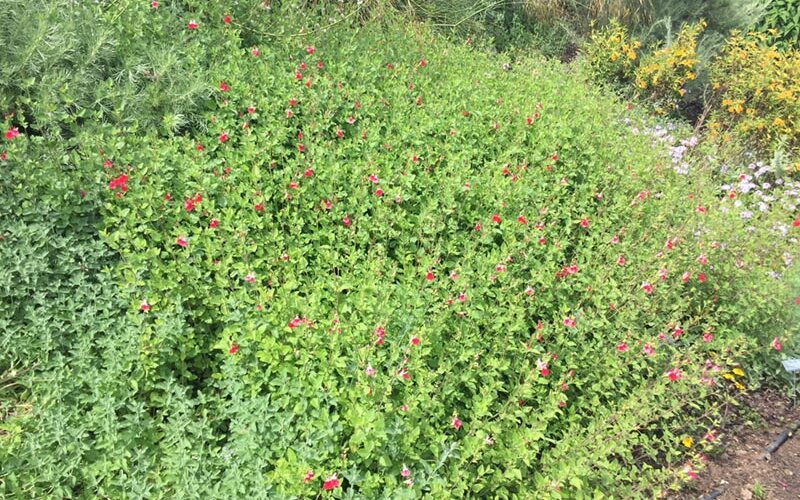 plants in the garden