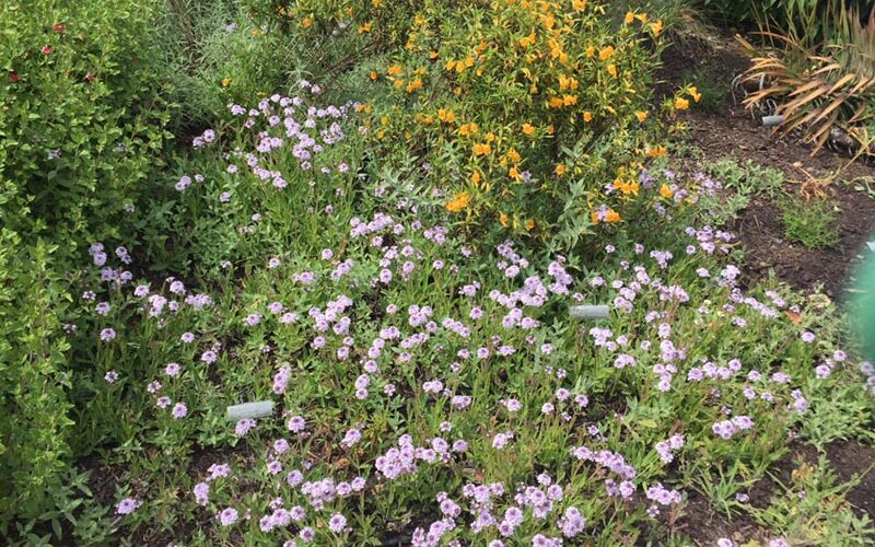 plants in the garden