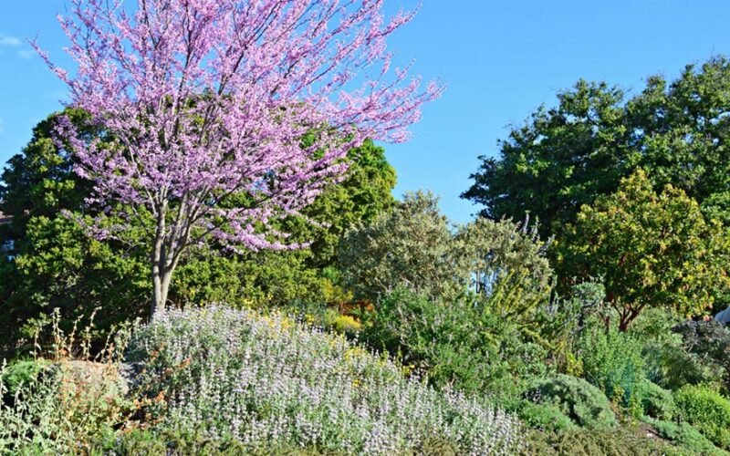 plants in the garden and manzanita tree