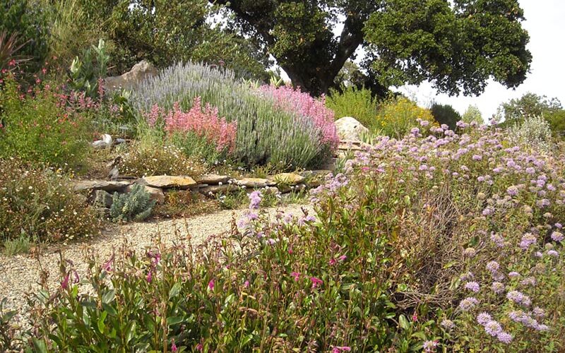 plants in the garden along a walking path