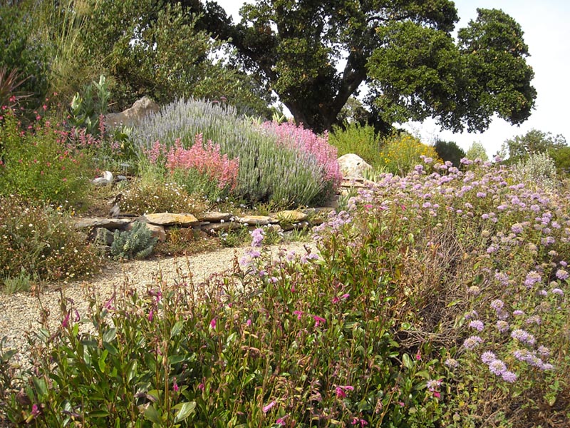 plants in the garden along a walking path