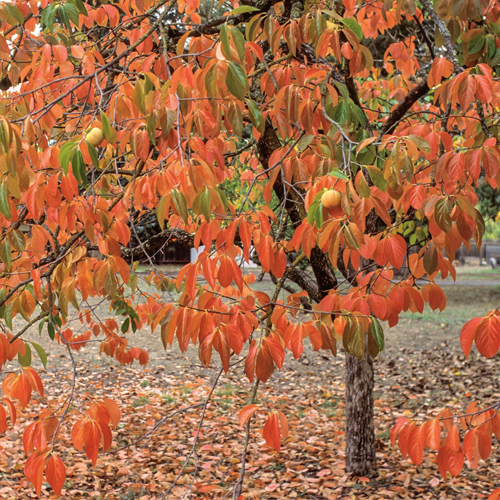 Diospyros kaki. Japanese persimmon tree. Listed on Climate-Ready Trees list.