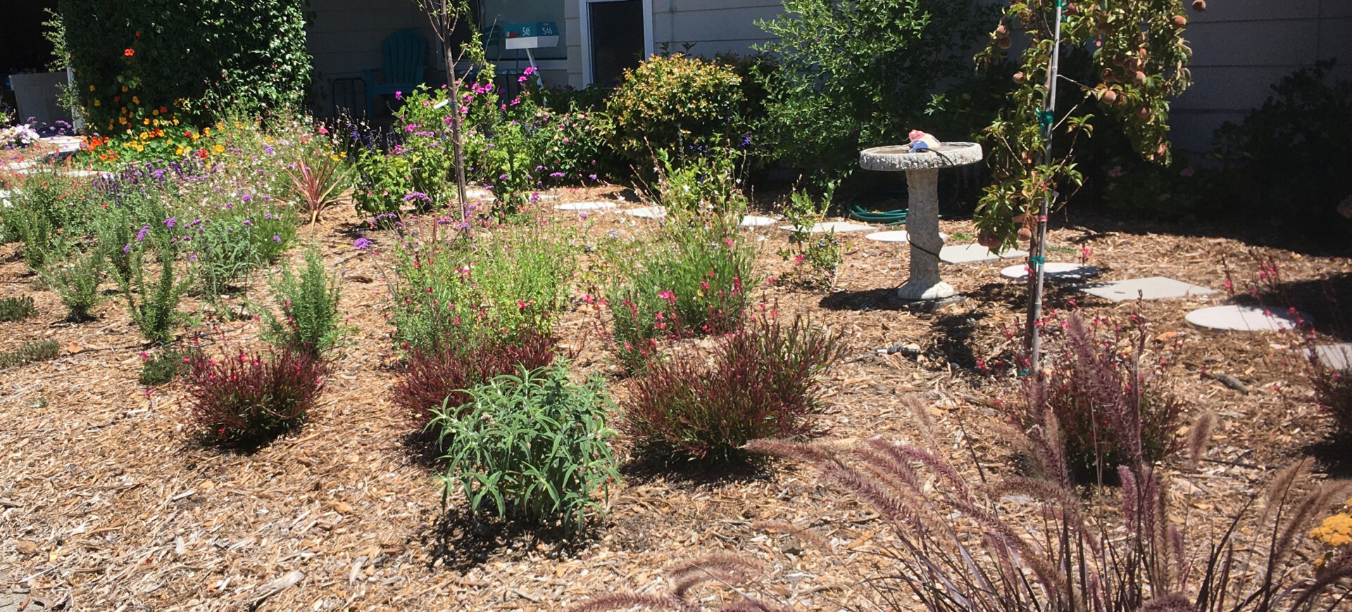 Newly planted pollinator plants