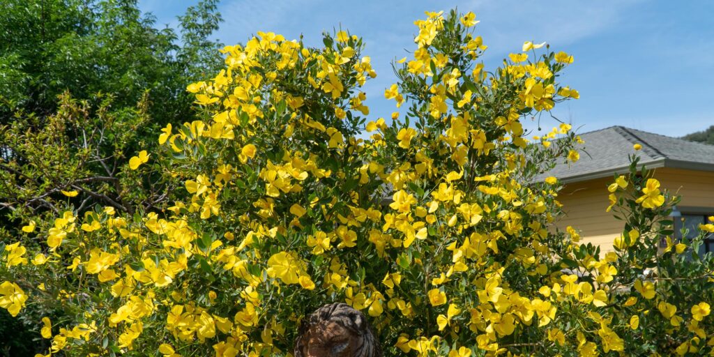 yellow poppies