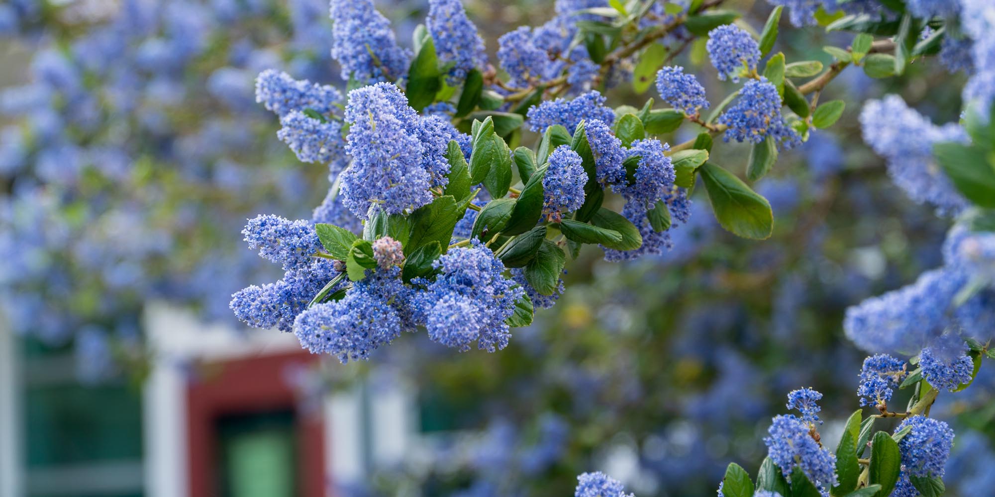 pretty blue flowers