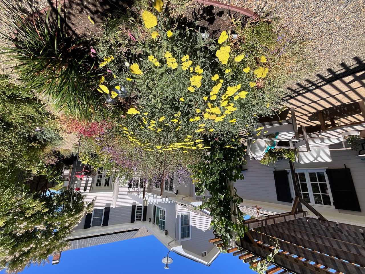 House with low water use plants