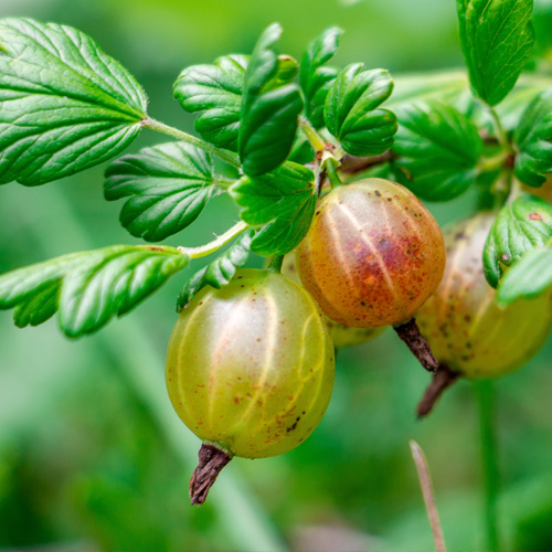 close up of yellow and red gooseberries