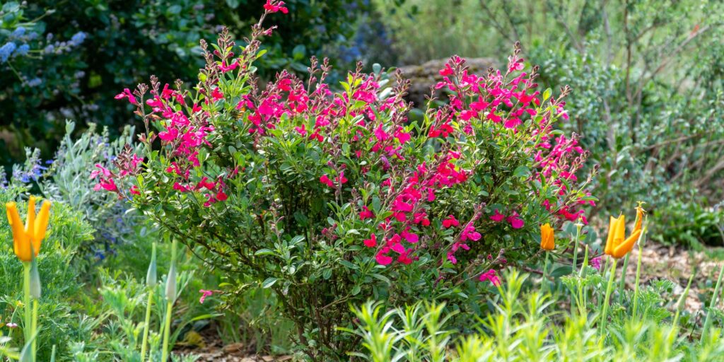 pink flowered salvia