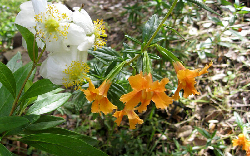 San Anselmo HIllside Sanctuary Garden - Dig Your Garden Landscape