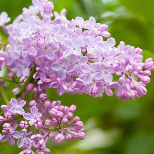 lilac flowers growing in a cone configuration