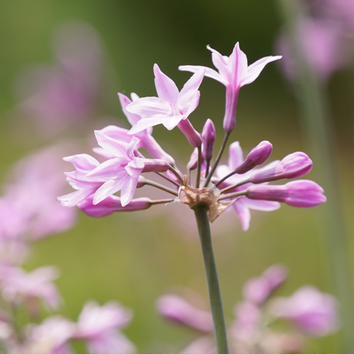 macro shot of the pruple flower that grows on the garlic