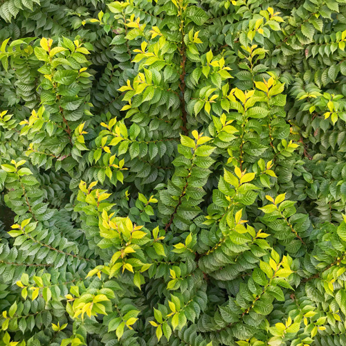 closeup of chinese evergreen elm