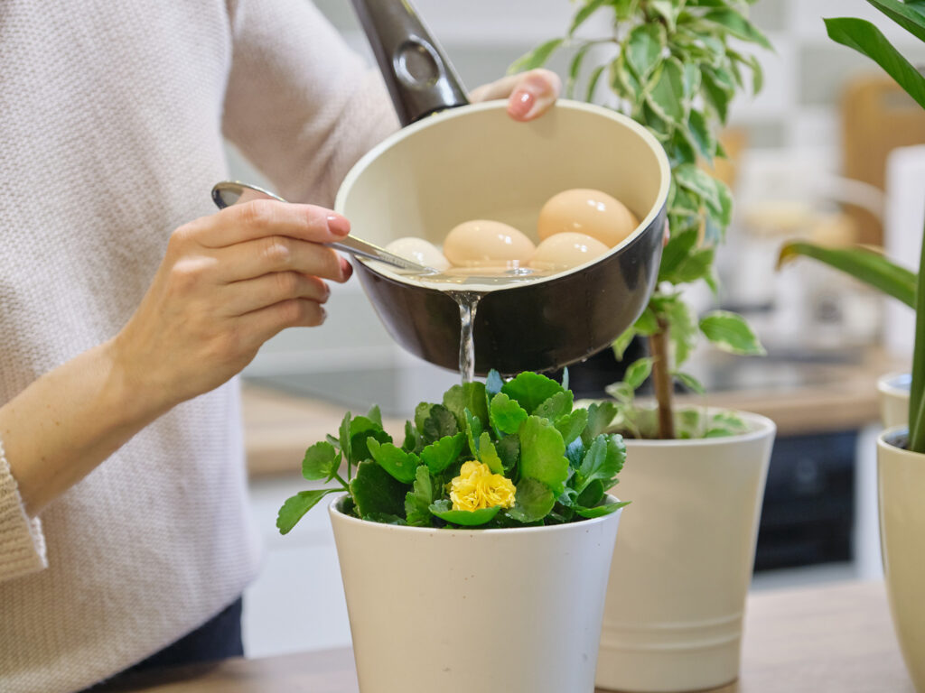 person watering plants with water from boiled eggs