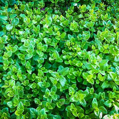 bright shiny green leaves covering the group